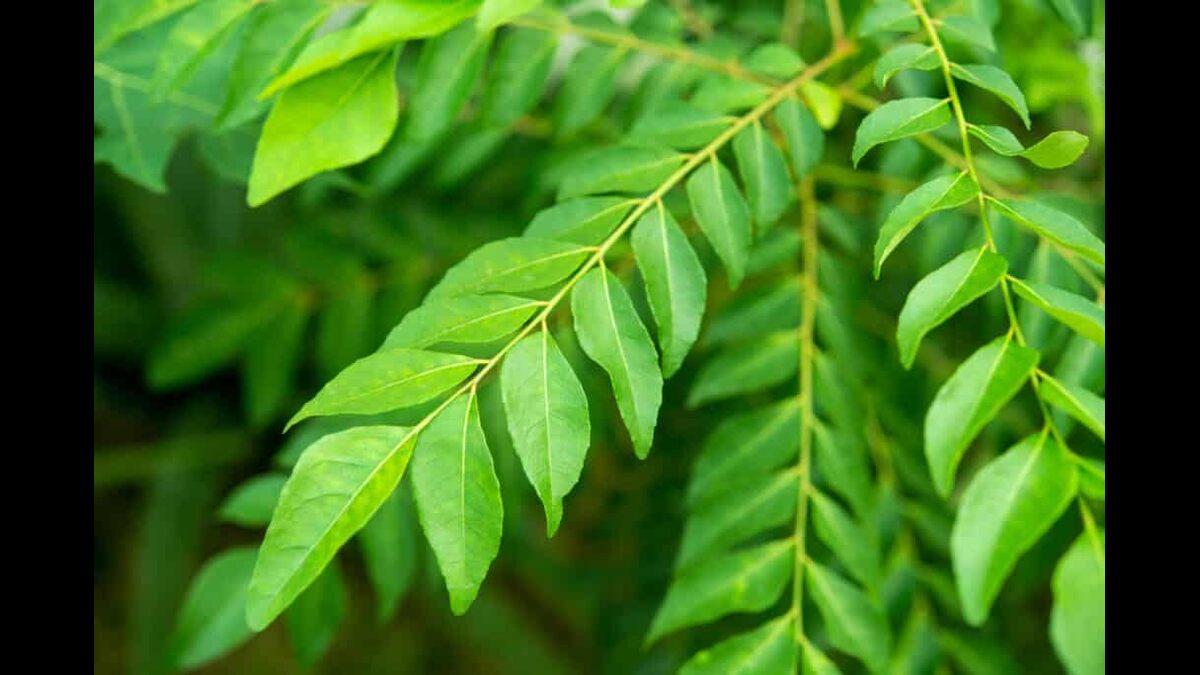 Curry Leaves: தினமும் காலை வெறும் வயிற்றில் இந்த இலைகளை மென்று சாப்பிடுங்கள்!