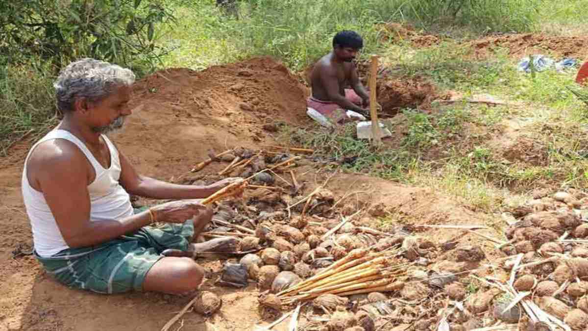 Pongal panaikizhanu : பொங்கல் பண்டிகையும் பனங்கிழங்கும்!